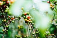 Coffee Origins: A Global Guide to Growing Regions