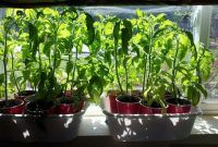 How to Prepare Your Garden for Tomato Planting