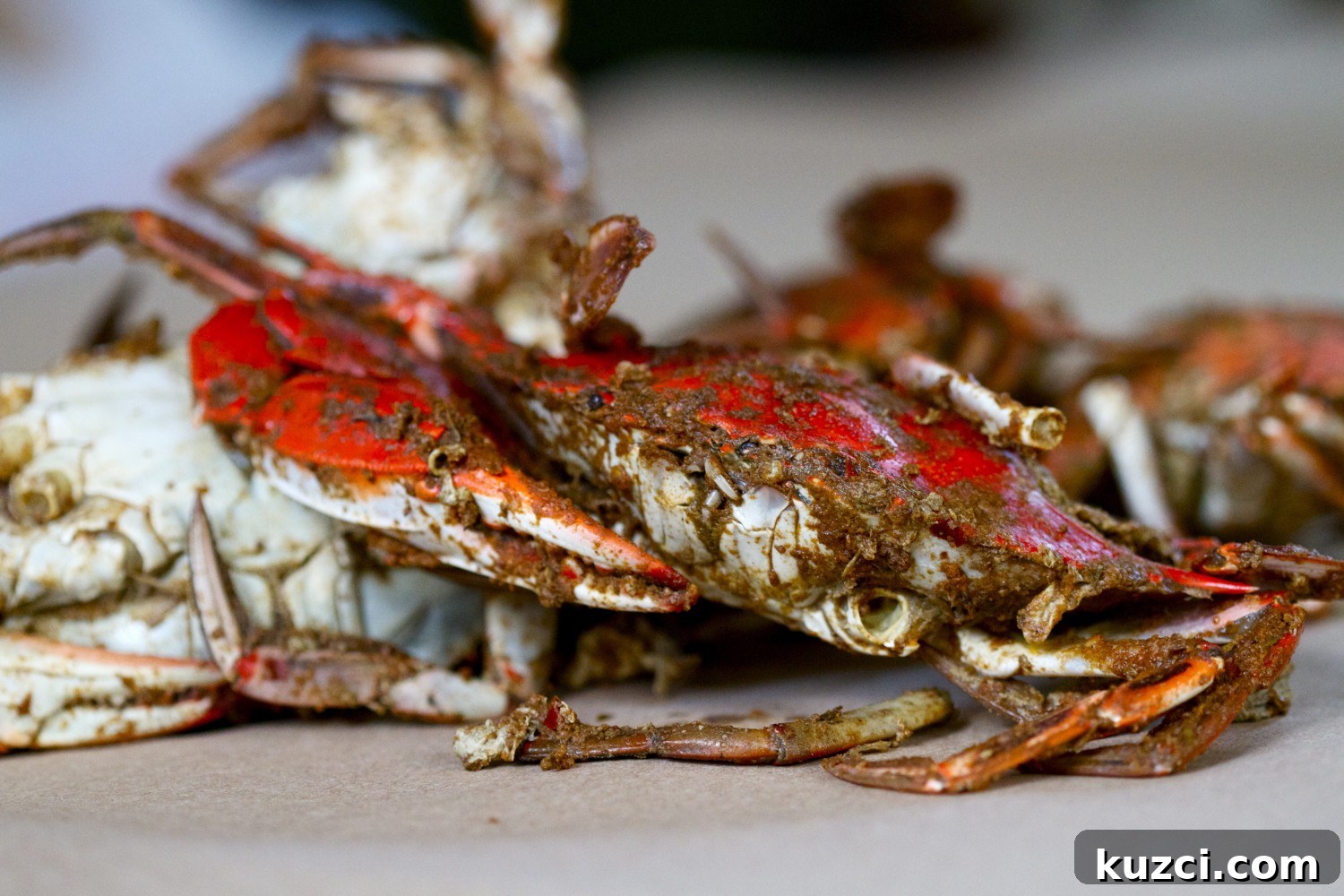 Maryland steamed crab