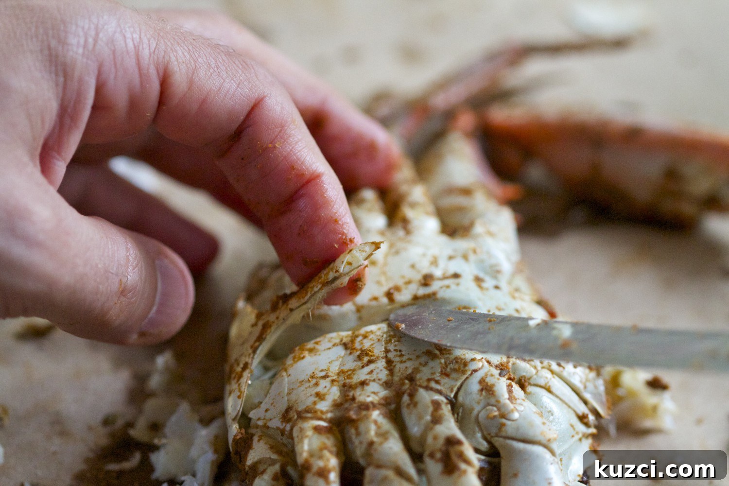 Apron on the underside of a blue crab