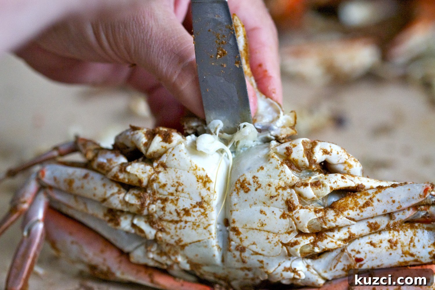 Pulling apart a steamed crab shell