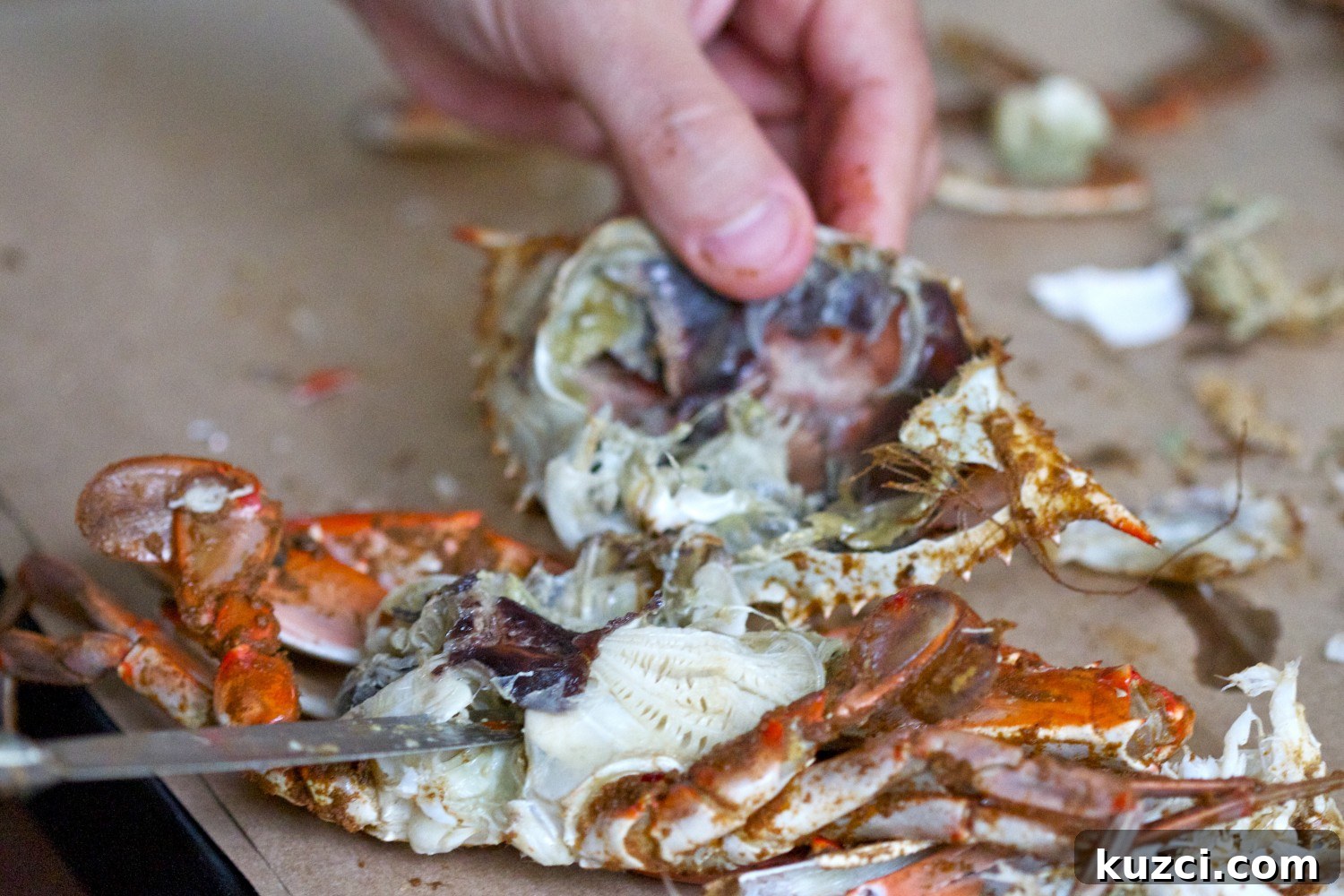 Steamed crab opened for picking
