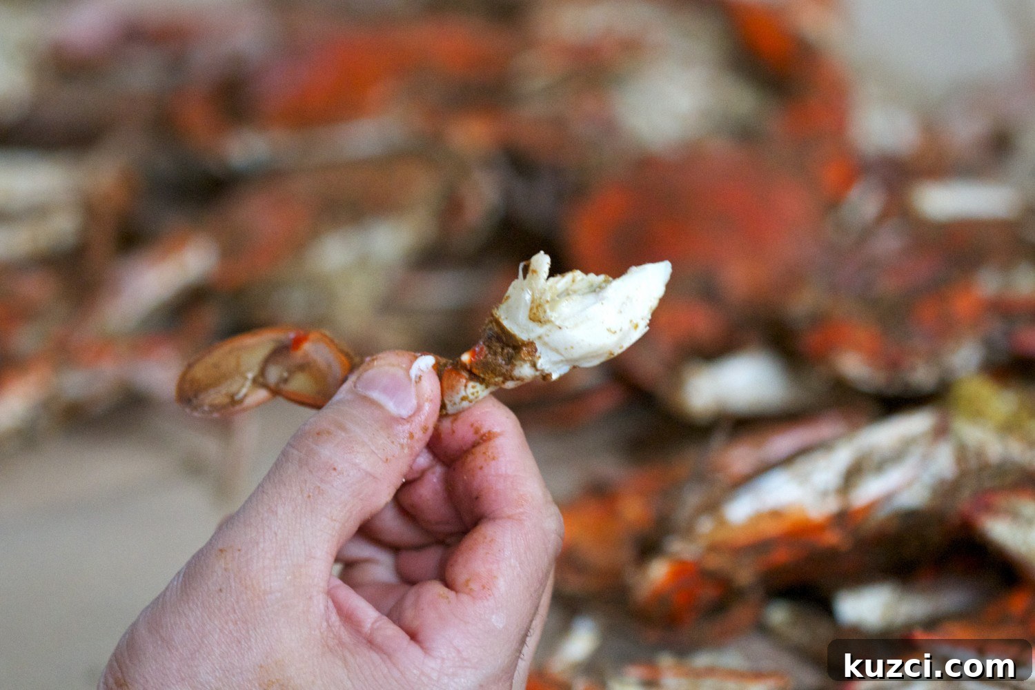 Backfin crabmeat inside a steamed blue crab