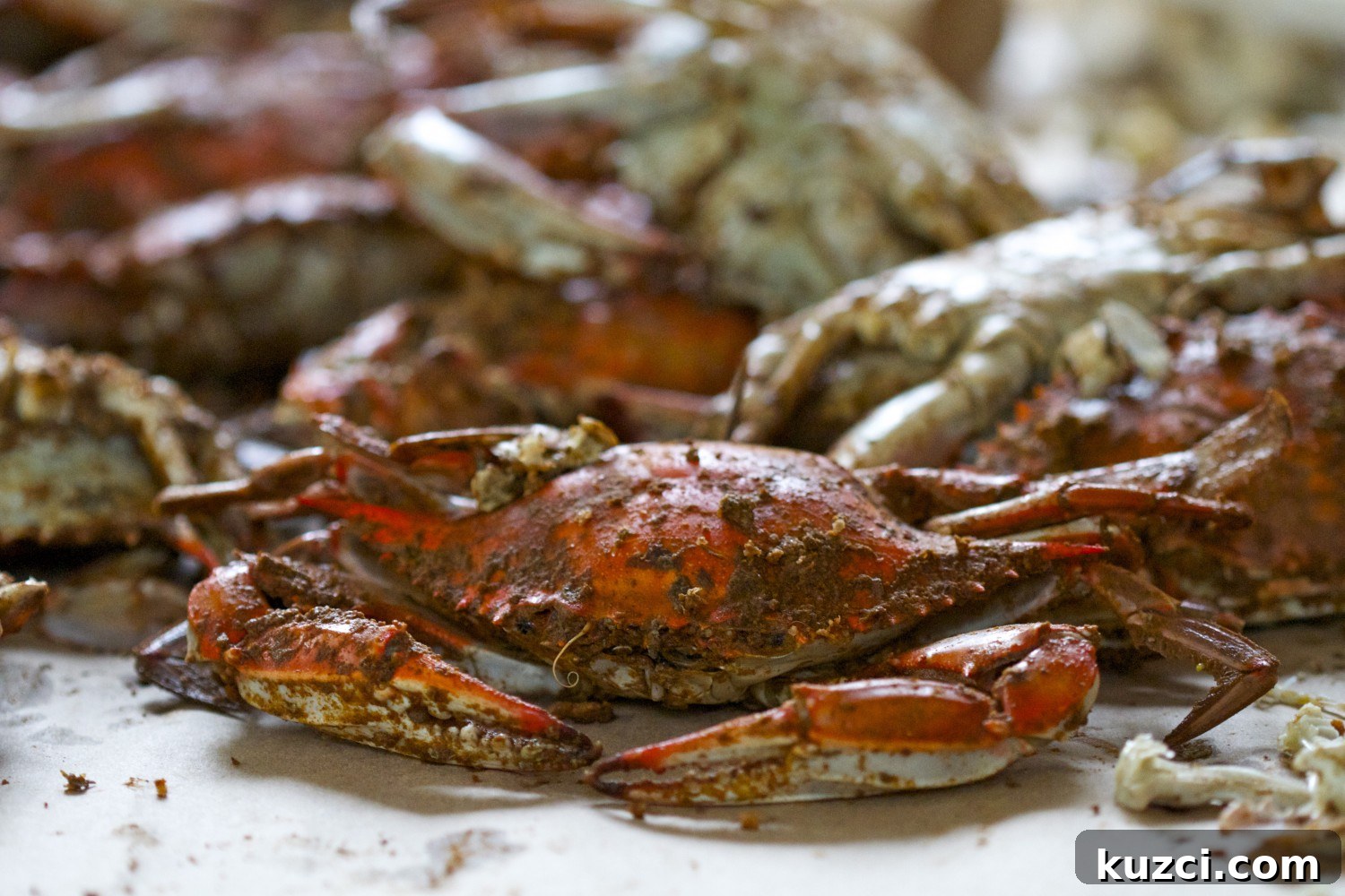 Pile of Maryland steamed crabs