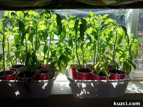 tomato seedlings