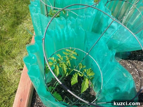 How to Prepare Your Garden for Tomato Planting 3 Wall O Water and tomato