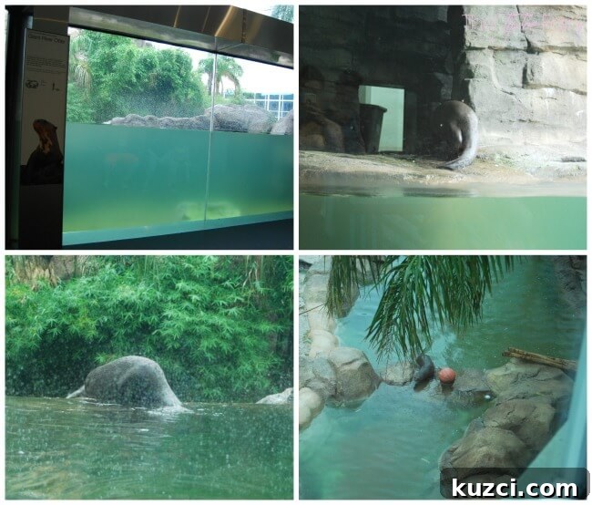 Moody Gardens in Galveston: What to See and Do 4 River otter at Moody Gardens