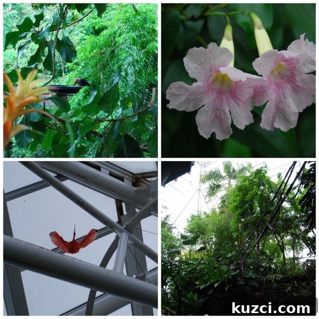 Moody Gardens in Galveston: What to See and Do 5 Rainforest interior