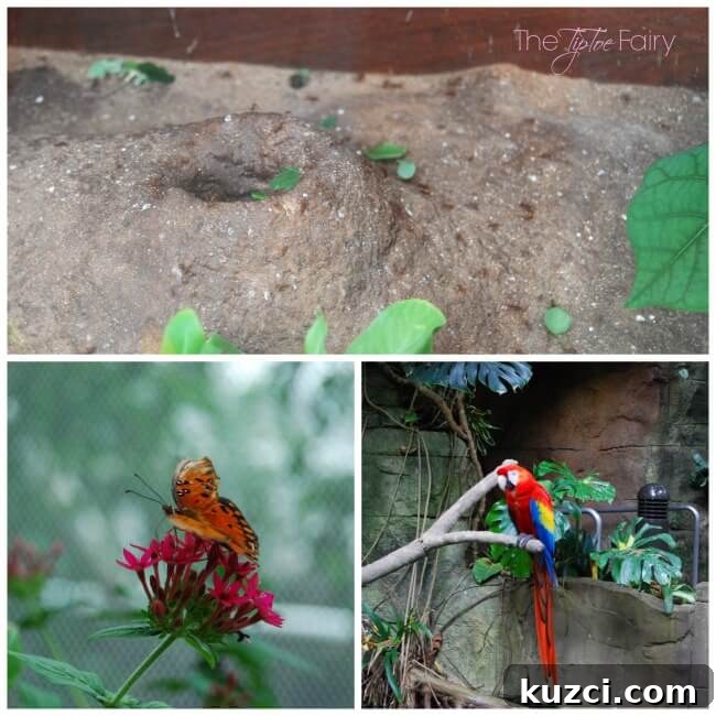 Moody Gardens in Galveston: What to See and Do 6 Macaws at Moody Gardens